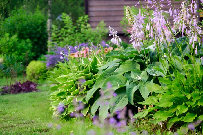 image of ornamental perennial flowers