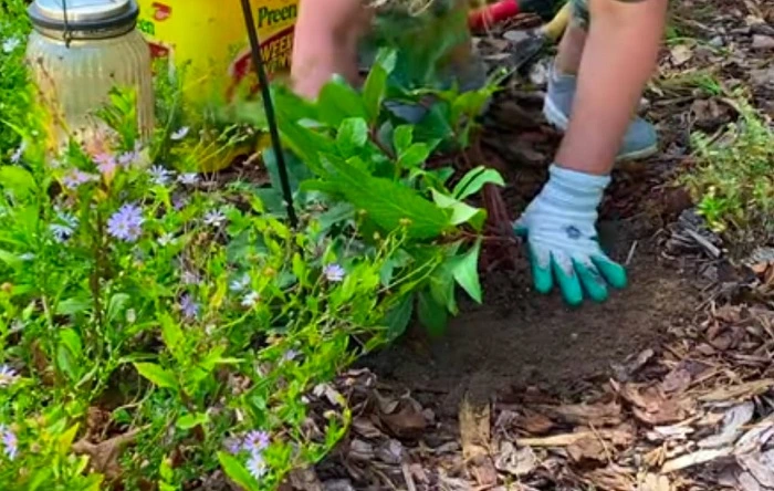 image of planting perennial plant