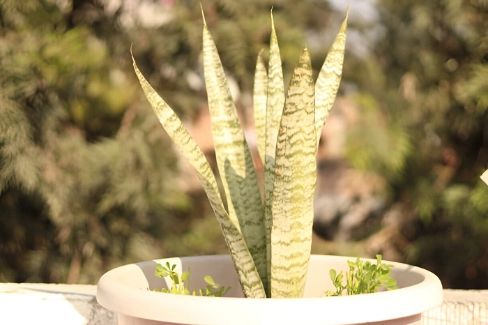 image of a snake plant in adequate sunlight