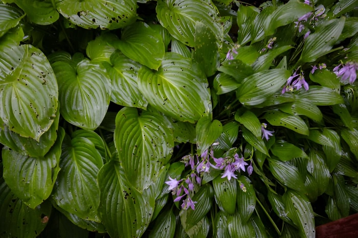 image of pest attack on hosta plant
