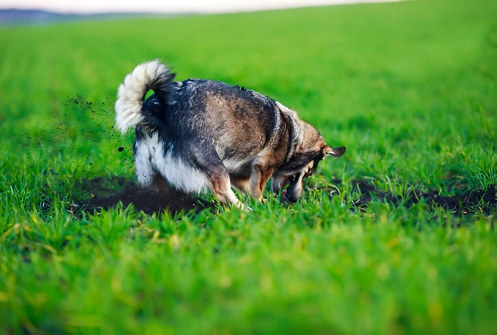 image of a pet dog digging in lawn