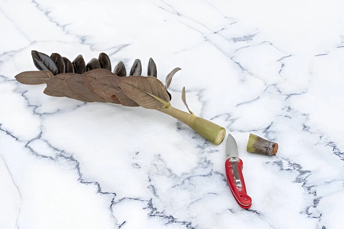 Pruning For Maintenance