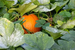 image of pumpkin plant leaves turning yellow