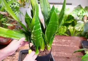image of trimming a snake plant