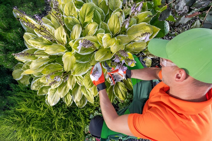 image of hosta plant routine maintenance
