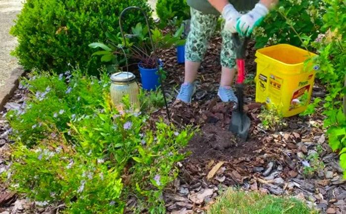 image of preparing soil to plant perennials