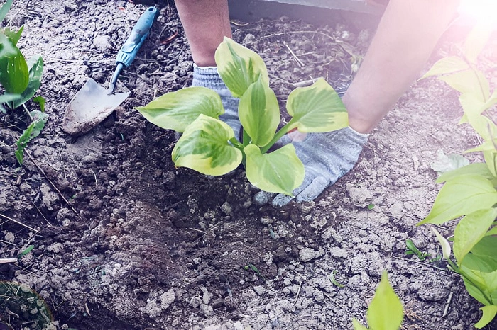 Soil For Your Hostas