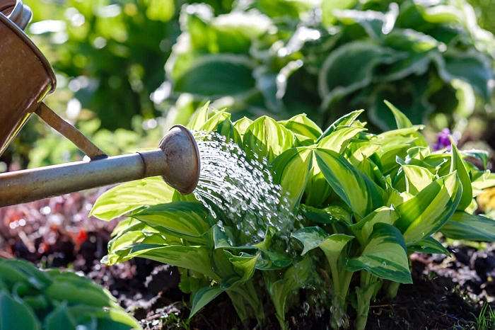 image of watering hosta