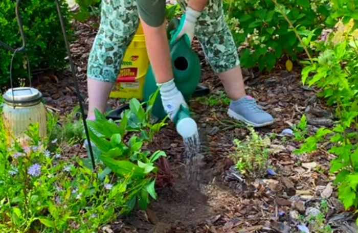 image of watering the perennial plant