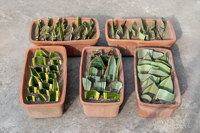 image of propagating snake plant from cuttings