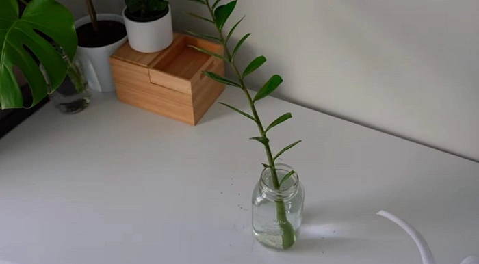 What To Do With The Discarded Zz Plant Leaves