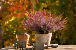 image of a perennial plant in a pot and gardening tools.