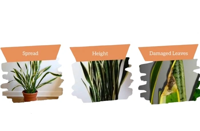 image of conditions in which snake plant requires trimming