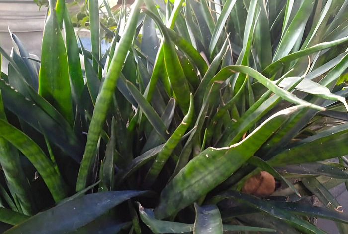 image of an overgrown snake plant