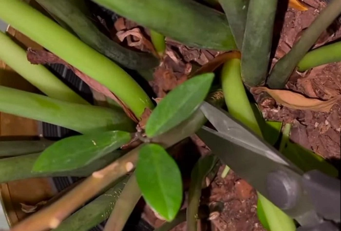 image of zz plant pruning