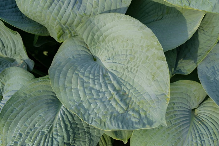 image of rhino hide hosta
