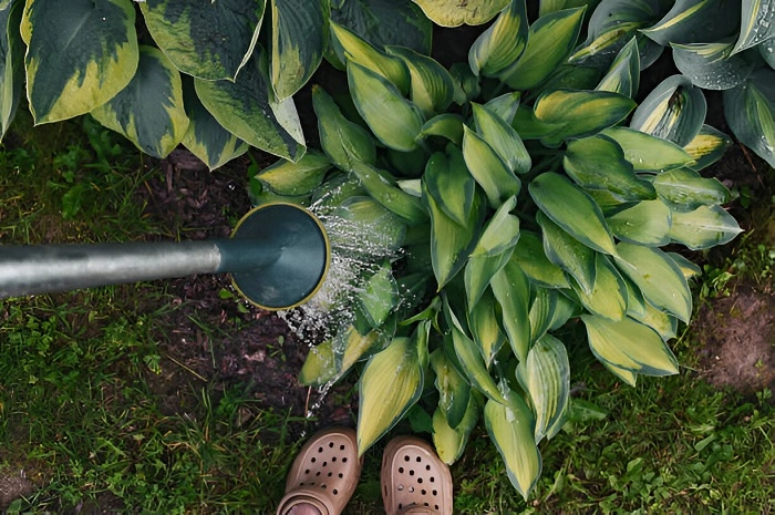 image of watering hosta